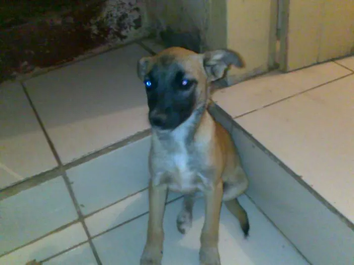 Cachorro ra a Indefinida idade 2 a 6 meses nome Linda