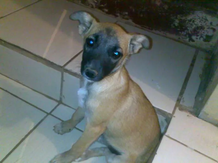 Cachorro ra a Indefinida idade 2 a 6 meses nome Linda