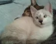 Ferinha e Francisco