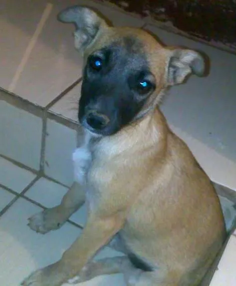 Cachorro ra a Indefinida idade 2 a 6 meses nome Linda