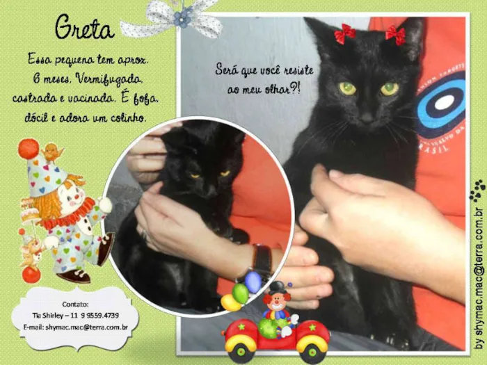Gato ra a SRD idade 2 a 6 meses nome Greta