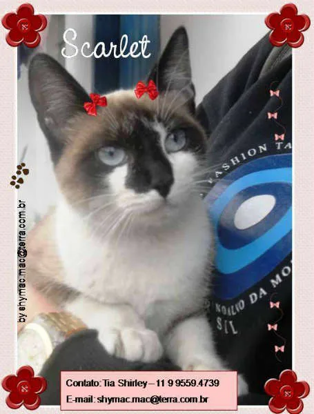 Gato ra a Mestiça idade 2 a 6 meses nome Scarlet