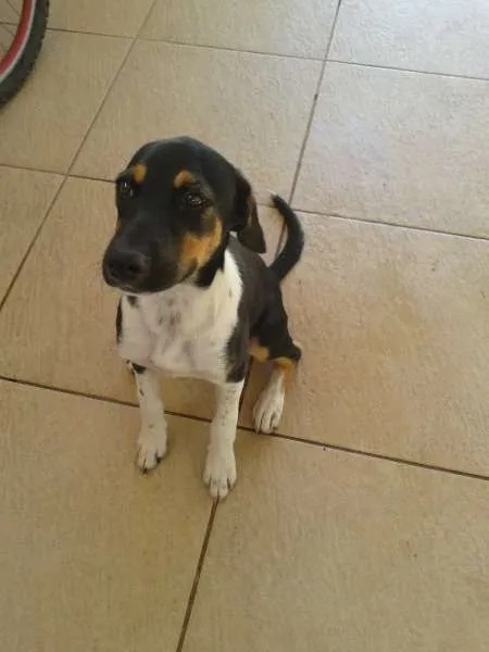 Cachorro ra a Vira lata idade 2 a 6 meses nome Pity