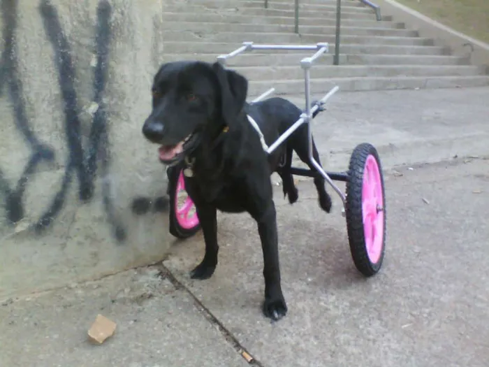 Cachorro ra a Labrador idade 3 anos nome LEONA