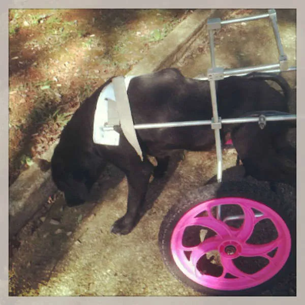 Cachorro ra a Labrador idade 3 anos nome LEONA
