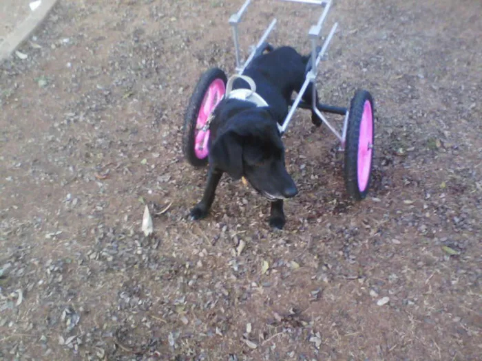 Cachorro ra a Labrador idade 3 anos nome LEONA