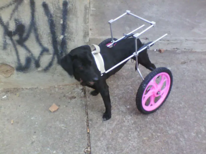 Cachorro ra a Labrador idade 3 anos nome LEONA