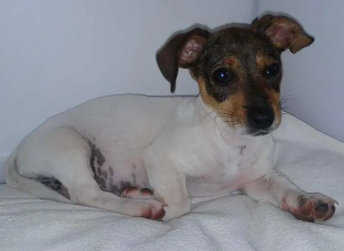 Cachorro ra a SRD idade 2 a 6 meses nome Pitucha