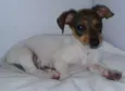 Pitucha