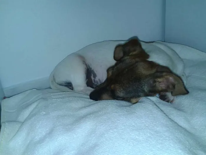 Cachorro ra a SRD idade 2 a 6 meses nome Pitucha