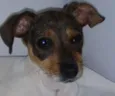 Pitucha