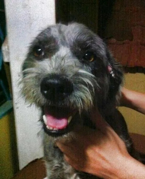 Cachorro ra a SRD idade  nome Linda Cadelinha