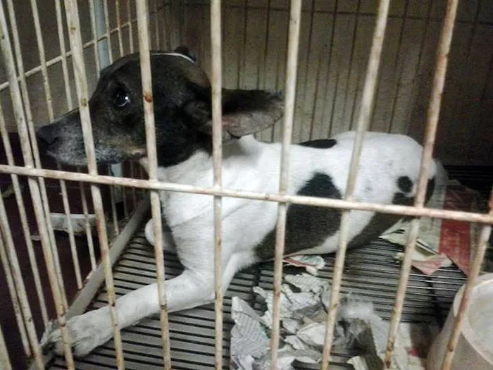 Cachorro ra a SRD idade  nome Pitoco