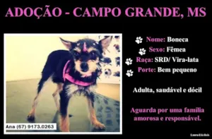 Cachorro raça SRD idade  nome Boneca