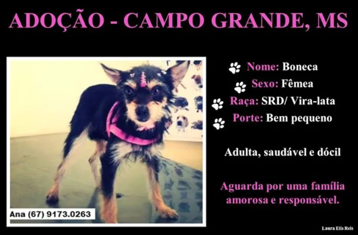 Cachorro ra a SRD idade  nome Boneca