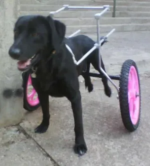 Cachorro raça Labrador idade 3 anos nome LEONA