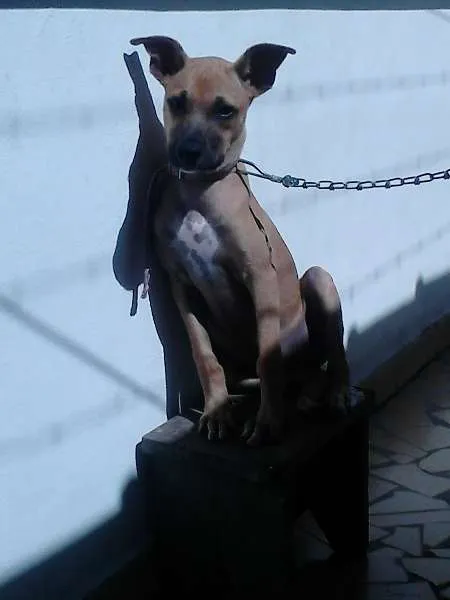 Cachorro ra a srd idade 7 a 11 meses nome Kate