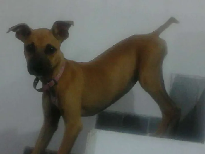Cachorro ra a srd idade 7 a 11 meses nome Kate