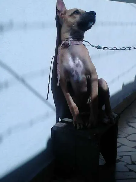 Cachorro ra a srd idade 7 a 11 meses nome Kate