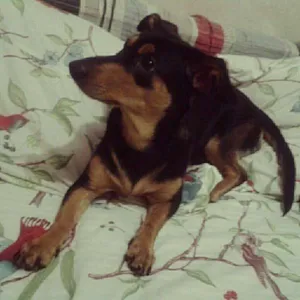 Cachorro raça Basset-Cofap idade 1 ano nome Nina