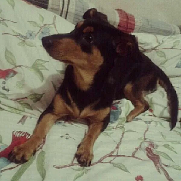 Cachorro raça Basset-Cofap idade 1 ano nome Nina
