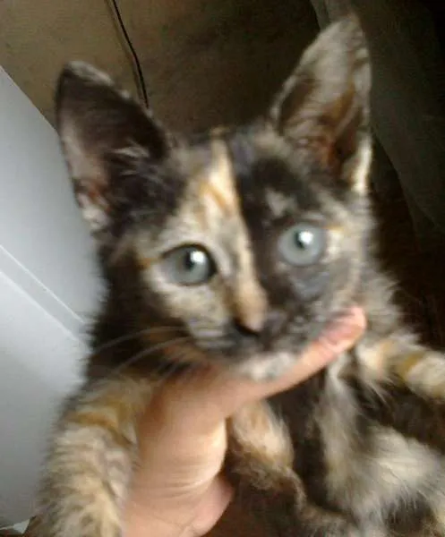Gato ra a Vira lata idade 2 a 6 meses nome Não tem