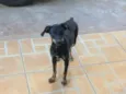 Lilica
