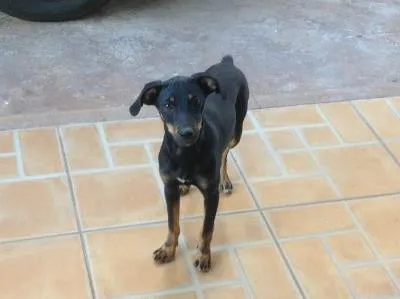 Cachorro ra a  idade 2 a 6 meses nome Lilica