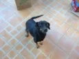 Pretona