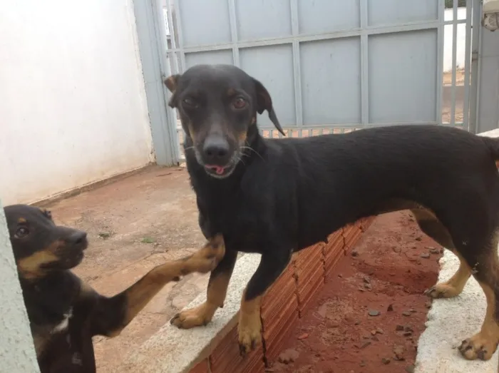 Cachorro ra a  idade 5 anos nome Pretona