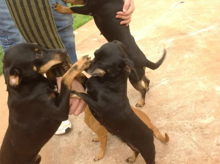 Cachorro ra a  idade 3 anos nome Pretinha