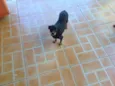 Pretinha