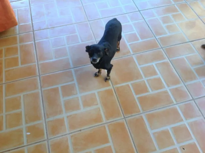 Cachorro ra a  idade 3 anos nome Pretinha