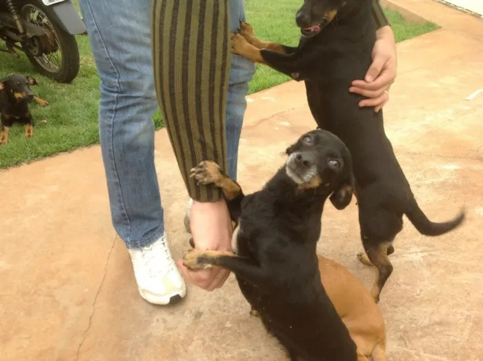 Cachorro ra a  idade 3 anos nome Pretinha