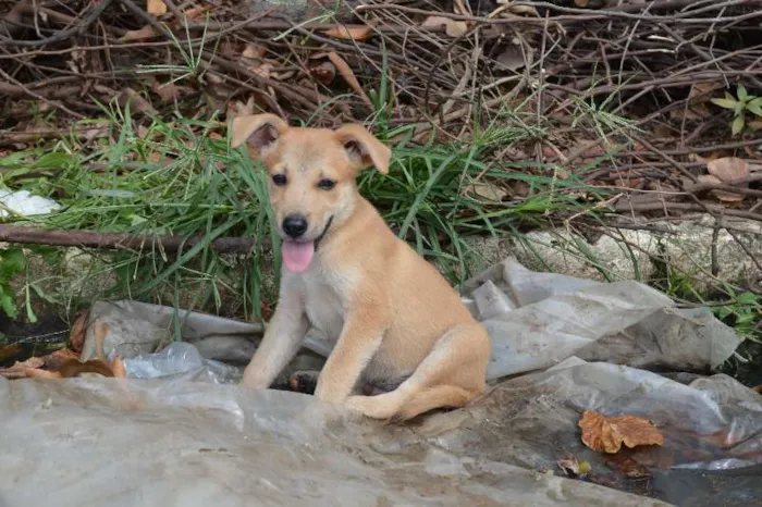 Cachorro raça SRD idade Abaixo de 2 meses nome sem nome
