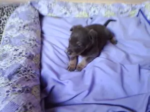 Cachorro raça não tem idade Abaixo de 2 meses nome não tem