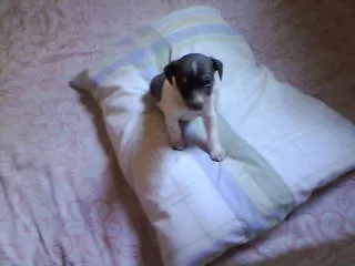Cachorro ra a não tem  idade Abaixo de 2 meses nome não tem 