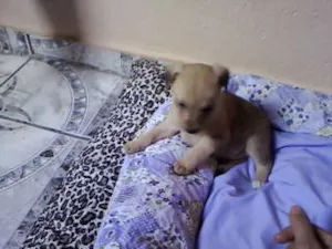 Cachorro raça não tem  idade Abaixo de 2 meses nome não tem 