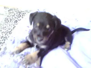 Cachorro raça não tem idade Abaixo de 2 meses nome não tem