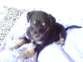 Cachorro ra a não tem idade Abaixo de 2 meses nome não tem