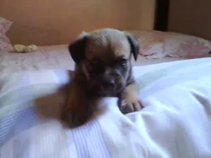 Cachorro raça não tem  idade Abaixo de 2 meses nome não tem 