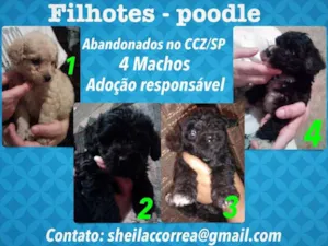 Cachorro raça Poodle idade 2 a 6 meses nome Filhotes Poodle