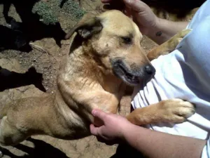 Cachorro raça SRD idade 6 ou mais anos nome ESTRELA