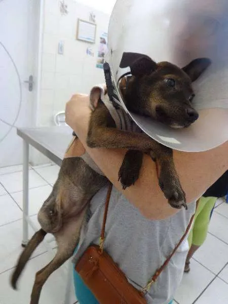 Cachorro raça SRD idade 2 a 6 meses nome Menina Guarujá