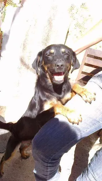 Cachorro ra a SRD idade 7 a 11 meses nome CHARLY