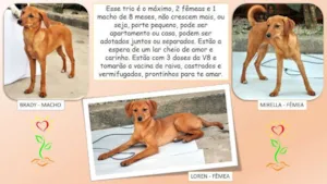 Cachorro raça SRD idade 7 a 11 meses nome TRIO