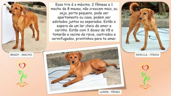 Cachorro ra a SRD idade 7 a 11 meses nome TRIO
