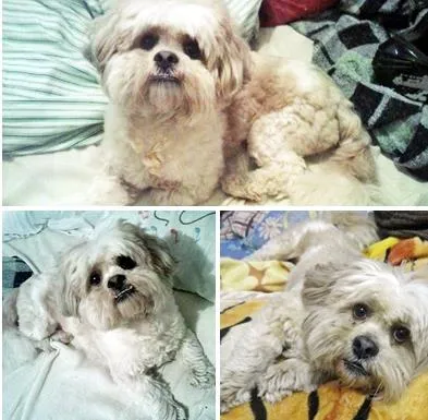 Cachorro ra a Ilhasa-Apso idade 7 a 11 meses nome Indefinido