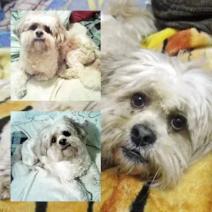 Cachorro raça Ilhasa-Apso idade 7 a 11 meses nome Indefinido