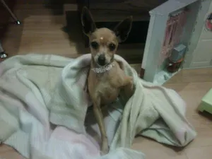 Cachorro raça Pinscher idade 2 anos nome Pequena